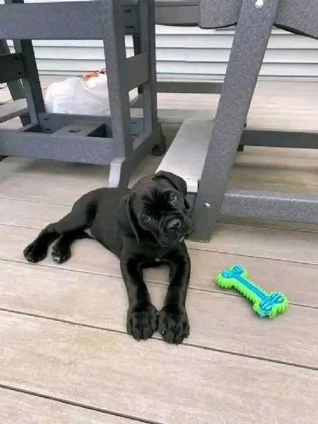 Cane Corso cuccioli maschio e femmina | Foto 0