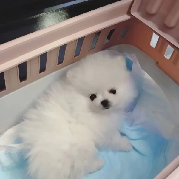 Valpino toy  Pomeranian cuccioli maschio e femmina | Foto 2