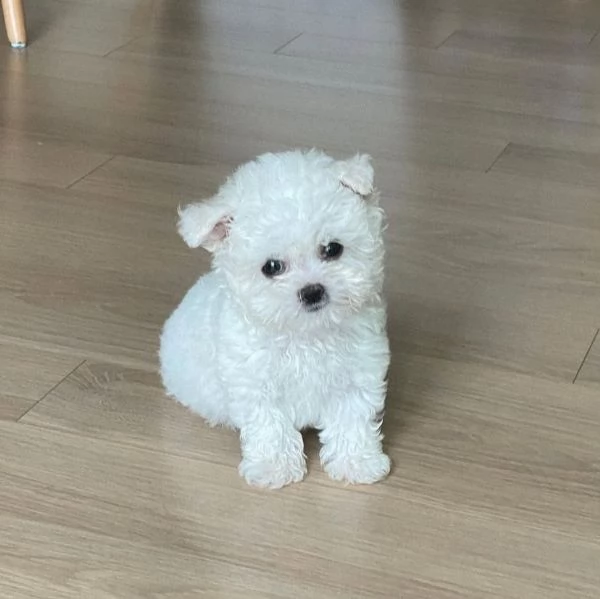 Maltese toy cuccioli maschio e femmina