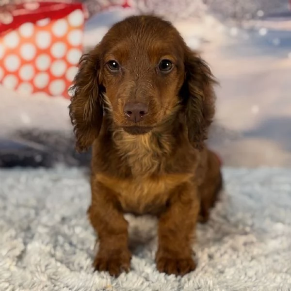 Regalo Bassotto nana  cuccioli maschio e femmina