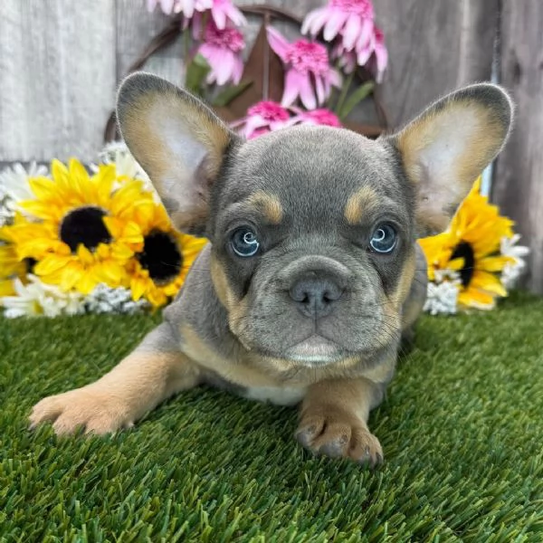 Bulldog francese cuccioli maschio e femmina