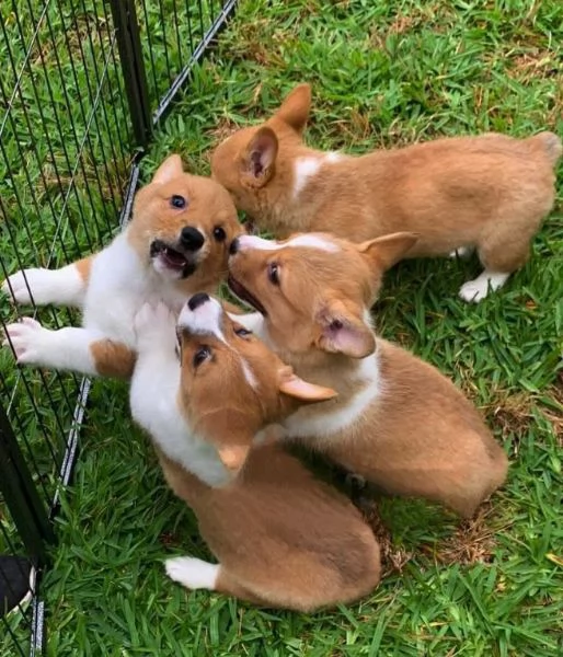 Welsh Corgi cuccioli maschio e femmina