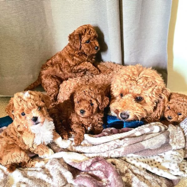 Piccoli Barboncini Toy non per tutti ma per chi cerca il suo