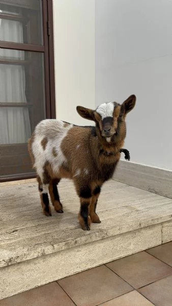 Vendo capra nana femmina