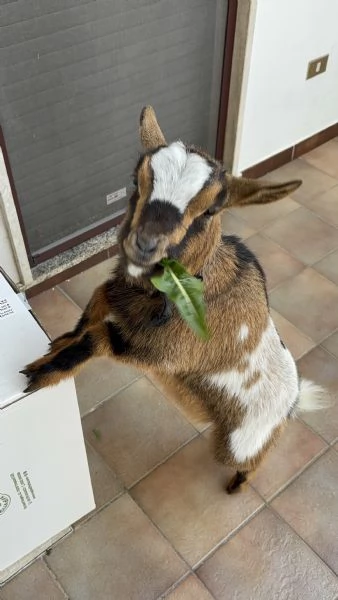 Vendo capra nana femmina | Foto 0