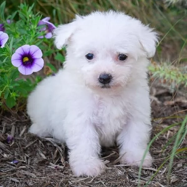 Bolognese cuccioli maschio e femmina