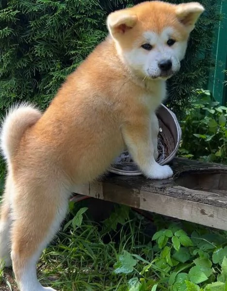 Akita inu cuccioli maschio e femmina | Foto 0
