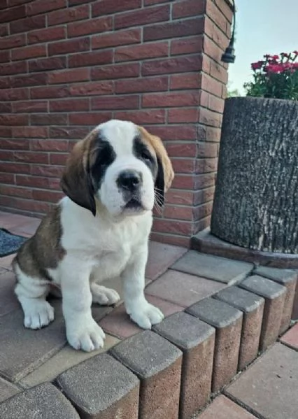 San Bernardo cuccioli maschio e femmina