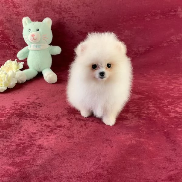 Volpino Pomeranian cuccioli maschio e femmina