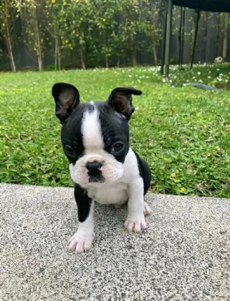 Boston terrier cuccioli maschio e femmina