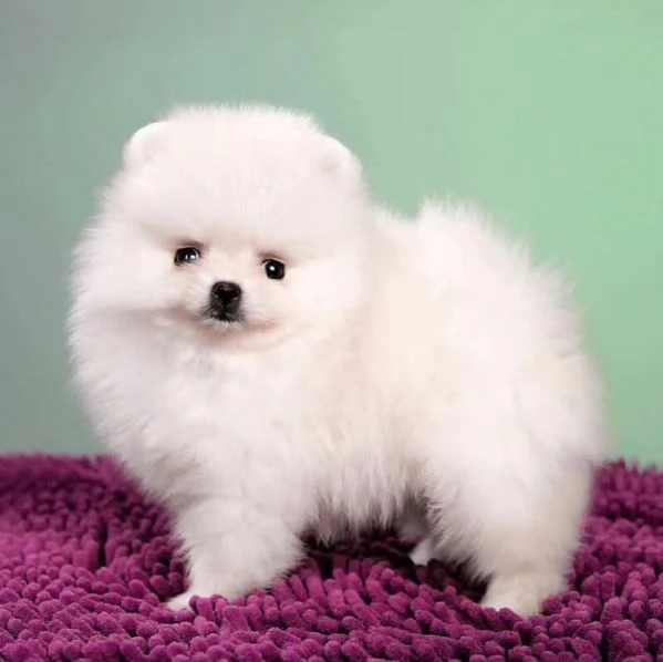 Volpino Pomeranian cuccioli maschio e femmina