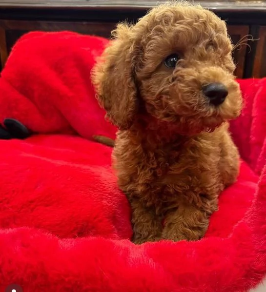 Barboncino cuccioli maschio e femmina