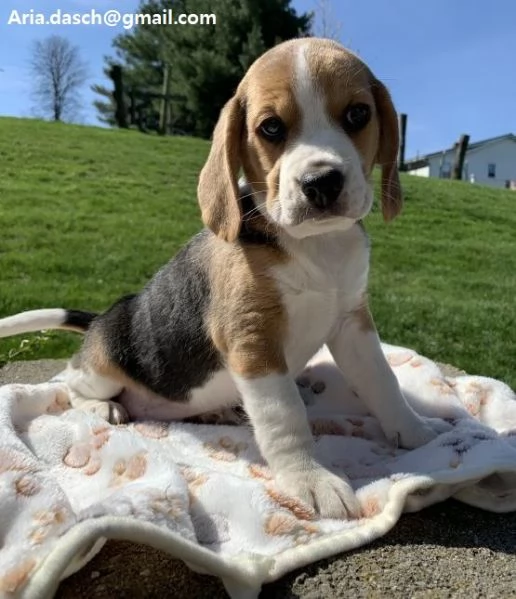 Regalo Cuccioli di Beagle Disponibili bellissimi cuccioli di Beagle taglia standard mantello tipico 