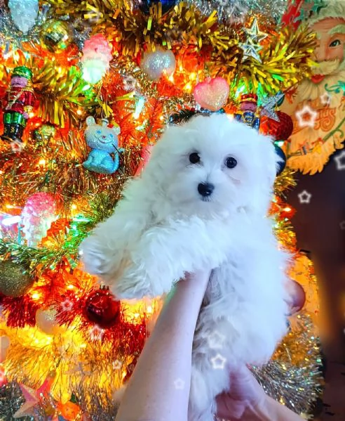 Cuccioli Maltesi Mini Originali  | Foto 4