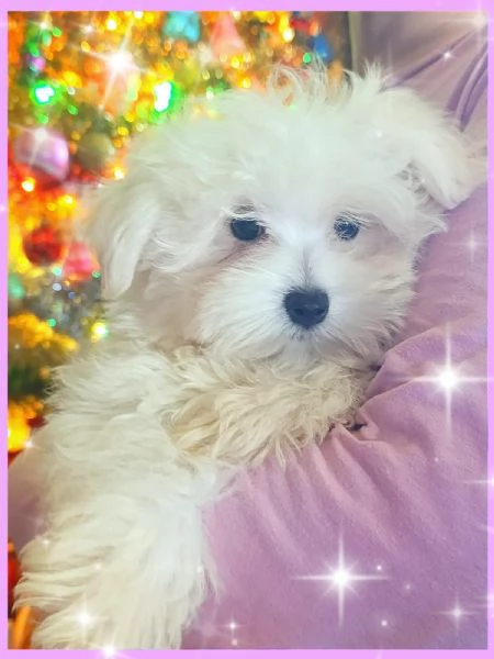 Cuccioli Maltesi Mini Originali  | Foto 2