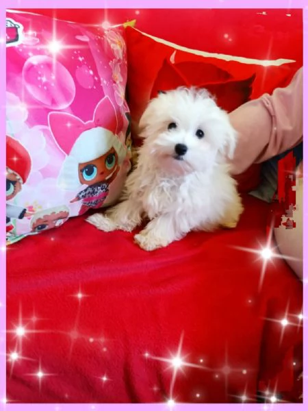 Cuccioli Maltesi Mini Originali  | Foto 1