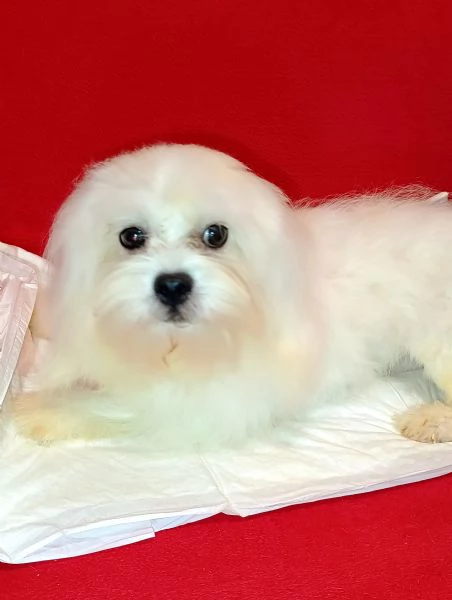 Maltese cucciolotto Vaccinato Originale  | Foto 4