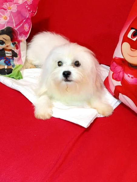 Maltese cucciolotto Vaccinato Originale  | Foto 0