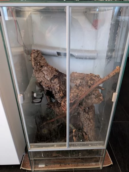 coppia gechi ciliatus con terrario  | Foto 0