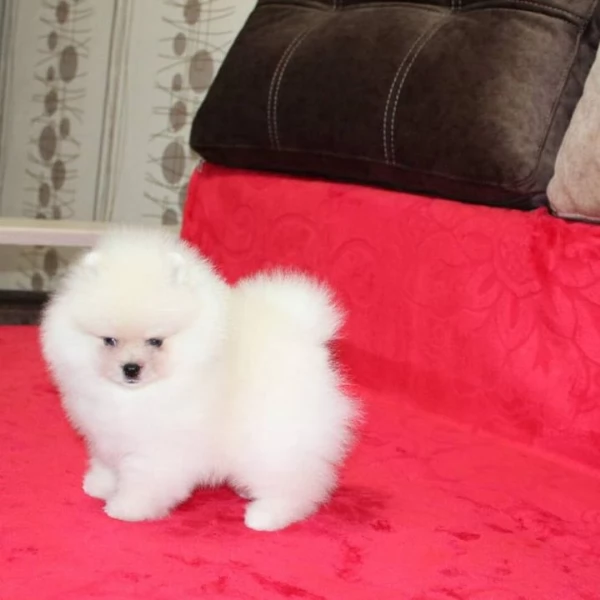 Disponibile cucciolo di Pomerania giocoso e amante del divertimento