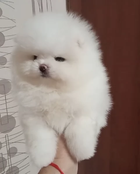 Disponibile cucciolo di Pomerania giocoso e amante del divertimento | Foto 1