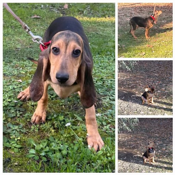 Vendo 2 cuccioli segugi italiani | Foto 0