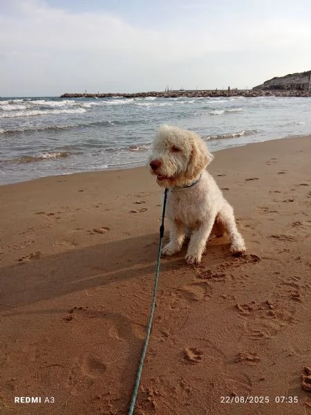 Cane lagotto | Foto 4