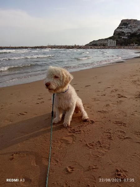 Cane lagotto | Foto 3