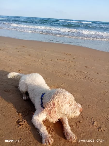 Cane lagotto | Foto 2