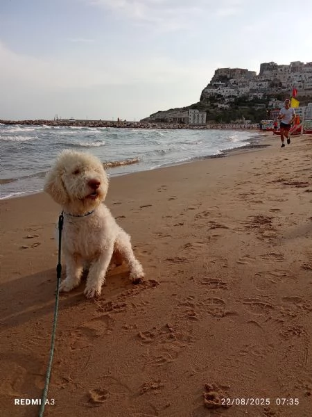 Cane lagotto | Foto 1