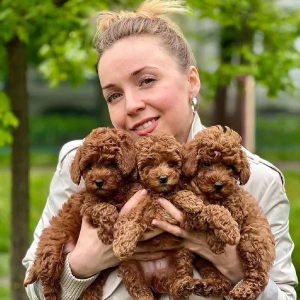 Regalo  Cuccioli di barboncino disponibili per ladozione