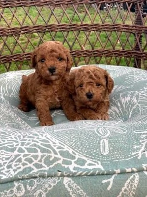 Regalo  Cuccioli di barboncino