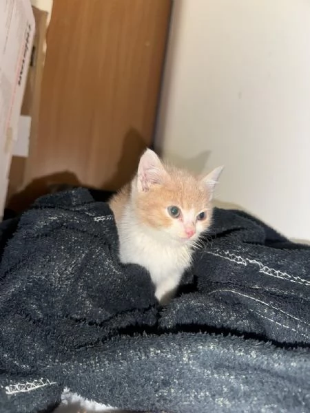 Gattino 2 mesi