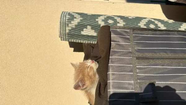 Gattino 2 mesi | Foto 1