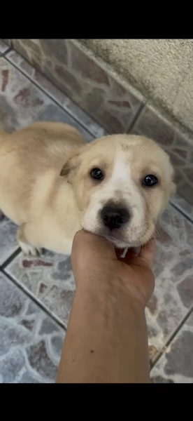 Regalo cuccioli incrocio simil labrador e Husky | Foto 2