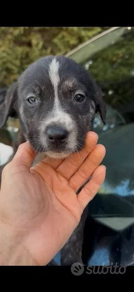 Regalo cuccioli incrocio simil labrador e Husky | Foto 1