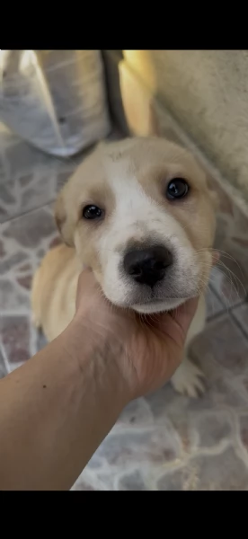 Regalo cuccioli incrocio simil labrador e Husky | Foto 0