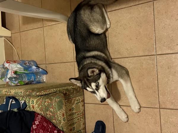 Husky siberiano  | Foto 3