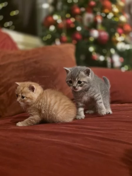 Gattini Scottish Straight 