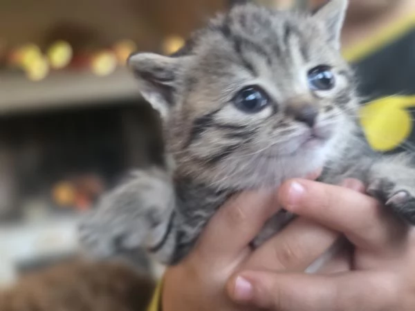 Gattini Scottish Straight  | Foto 5