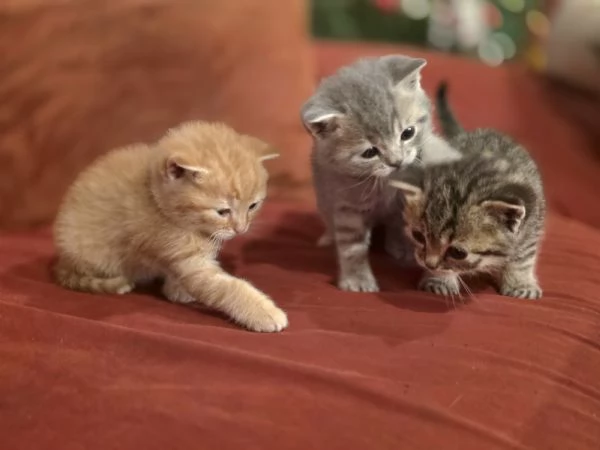 Gattini Scottish Straight  | Foto 4