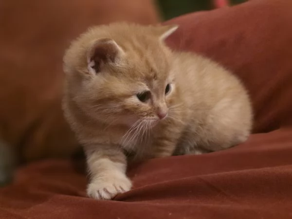 Gattini Scottish Straight  | Foto 3