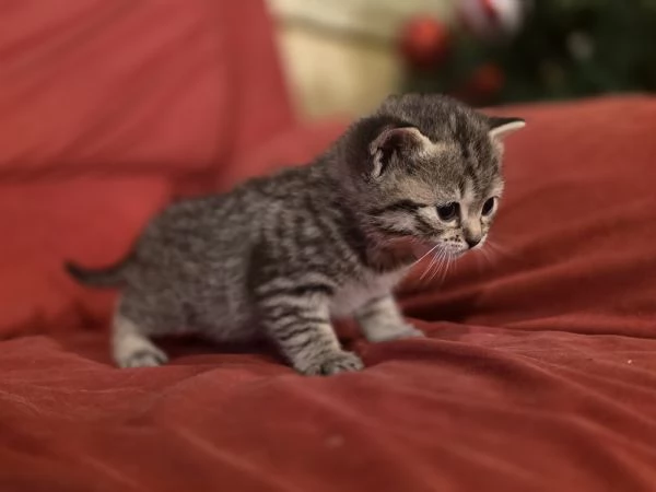 Gattini Scottish Straight  | Foto 2