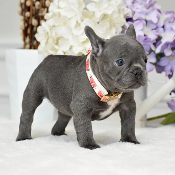 Bulldog Francese Cuccioli di 3 Mesi da Amare | Foto 0