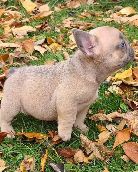 Dolce Bulldog Francese di 3 Mesi Cerca Casa | Foto 0