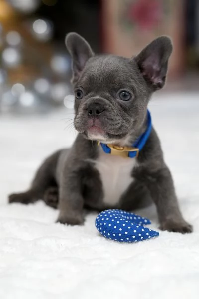 Bulldog Francese Cuccioli Amore Gioia e Compagnia | Foto 0