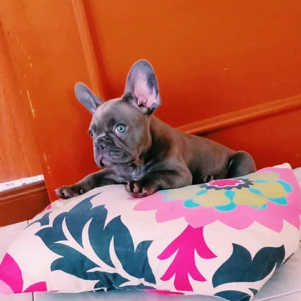 Splendidi Cuccioli di Bulldog Francese Cresciuti con Cura | Foto 0