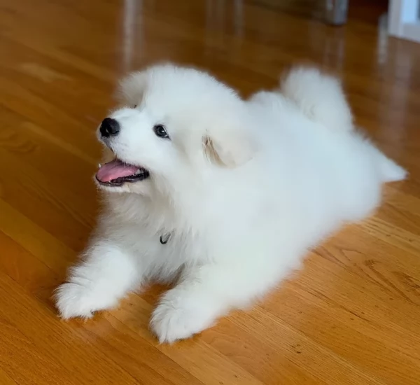 Cucciolo di Samoiedo maschio di 12 settimane