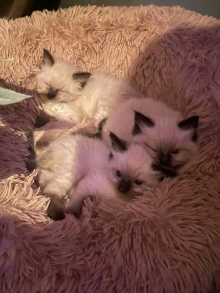 Gattini Ragdoll ChocolatePoint in vendita | Foto 0