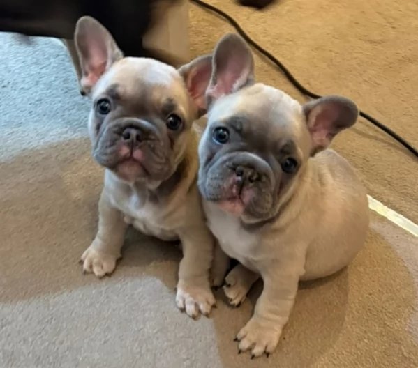 Bulldog francese in cerca di una casa amorevole e per sempre